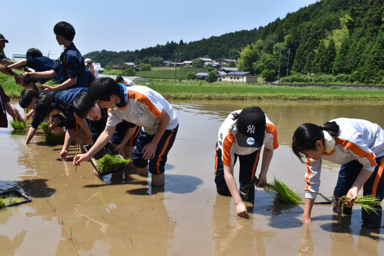 田植え